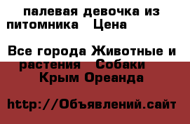 палевая девочка из питомника › Цена ­ 40 000 - Все города Животные и растения » Собаки   . Крым,Ореанда